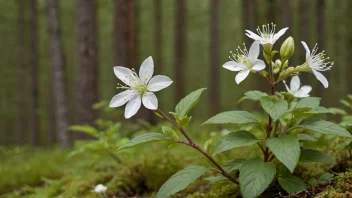 En vårvinneplante i blomst, med sine delikate hvite blomster og grønne blader.