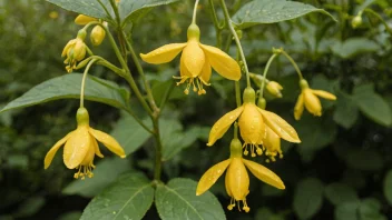 En vakker gullregnplante med gule blomster