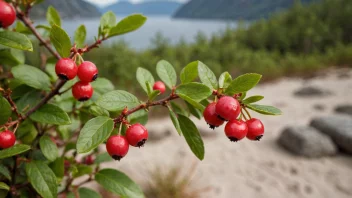 En lyng med røde bær som vokser i et sandholdig område.