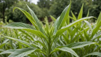 En stor, grønn krassingplante som vokser i en hage.