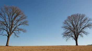 Et fredelig og ukomplisert landskap med en klar blå himmel og noen trær.