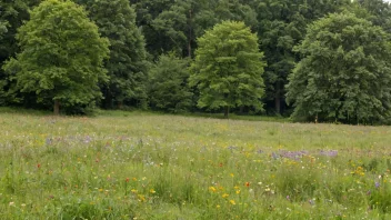 En fredelig skogkant med en variasjon av trær og fargerike blomster, med en åker eller eng i bakgrunnen.