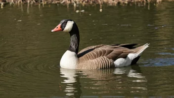 En hann-gås, også kjent som en gand, svømmer i en innsjø eller elv.