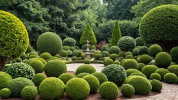 En fredelig hage med buksbomplanter, en populær valg for topiary og hekker.