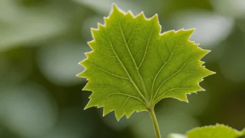 Et blad med sagtakkede kanter, som viser sin unike tekstur.