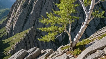 Et fjellbjørktre med hvit bark og grønne blader som vokser i et steinete, fjellendt landskap.