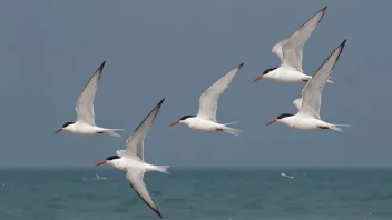 En flokk terne som flyr over havet