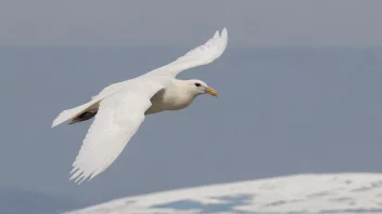 En grønlandsmåke i flukt over Arktis.