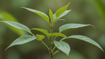 En kamaki-plante med grønne blader og en solid stamme.