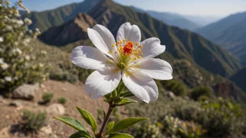 En vakker alperosa-blomst i blomst, med delikate rosa kronblad og en gul midte.