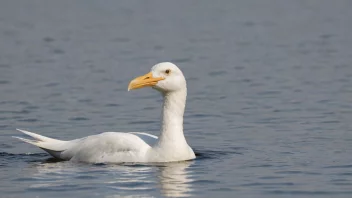 En laving som svømmer i vannet.