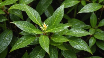 En krisle som vokser i et fuktig område med sine karakteristiske blader og blomster.