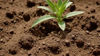 Frodig jord med en blanding av sand, silt og leire, med noen planter som vokser i den.