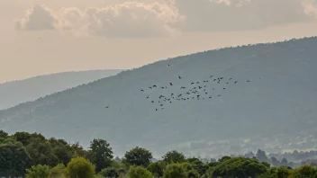 En flokking av fugler som flyr sammen på himmelen.