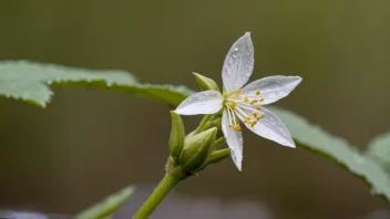 En hvit mjødurtblomst som vokser i et fuktig område.