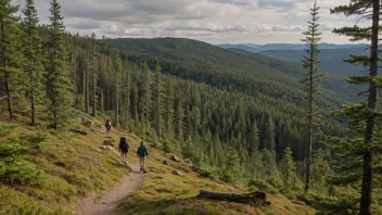 Et idyllisk norsk skoglandskap med høye furutrær og en liten lysning.