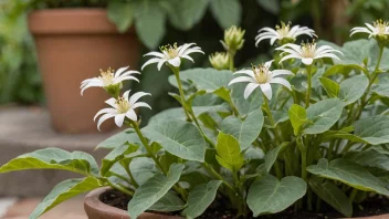 En karveplante med sine karakteristiske blader og blomster, ofte brukt i matlaging og tradisjonell medisin.