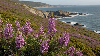 En lyngørplante med små hvite blomster og grønne blader som vokser i et steinete kystområde.