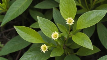 En søtvierplante med sine karakteristiske blader og blomster.