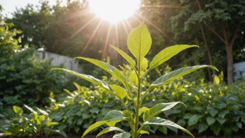 En plante som vokser i en hage under en vekstsesong.