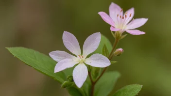 En linnea i blomst, som viser dens vakre hvite og rosa kronblad.