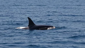 En liten kval som svømmer i havet