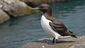 En temauke sitter på en stein, med havet i bakgrunnen.