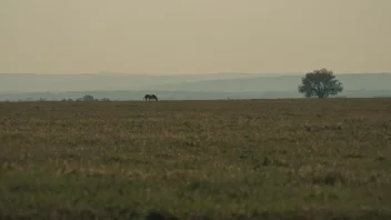 En vag bild av en hest i det fjerne, med en lett antydning av dens nærvær.