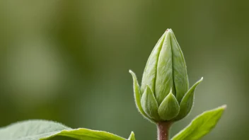 En blomsterknopp på en stilk med grønne blader i bakgrunnen.