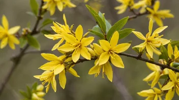 En vakker gullaltrebusk med gule blomster og grønne blader.