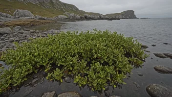 Et bilde av en sjølkjærplante, som viser dens særlige egenskaper og tilpasninger til et fuktig miljø.