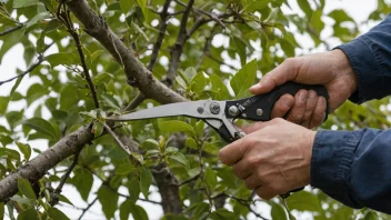 En person som kutter en gren med beskjæringsaks, med en hage eller skog i bakgrunnen