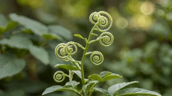 En krøket med unike, spiralformede grener.