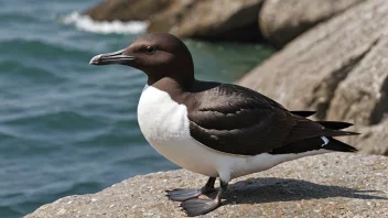 Et bilde av en alke som svømmer i havet, med sine korte vinger synlige.