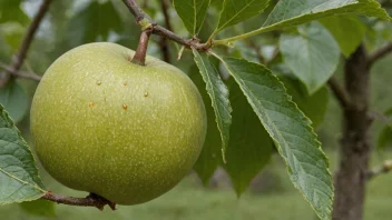 En Stanghelle-frukt på et tradisjonelt norsk bordklede.