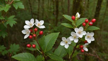 Et mjølbær som vokser i skogen, med hvite blomster og små, røde bær.