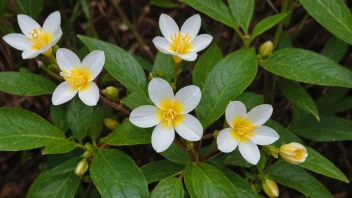 Et bilde av en geitrams plante i blomst.