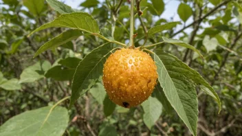 En frukt eller plante som viser tegn på fugleskader