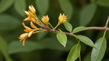 Et bilde av en blomstrende blomst eller en fugl som bygger sitt rede, som viser de særlige egenskapene til arten under dens forplantningssesong.