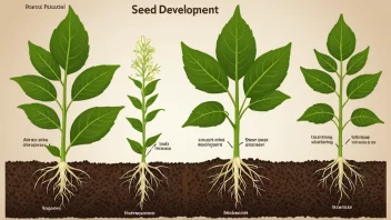 Et bilde som viser de forskjellige stadiene i frøutviklingen hos en plante.