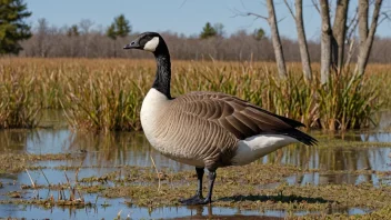 En canadagjess i sitt naturlige habitat.