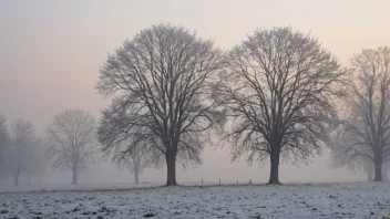 Et vinterlandskap med snødekte trær og en kald, tåkete atmosfære