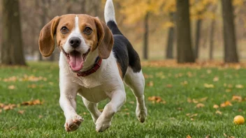 En beagle som løper i parken med en ball i munnen