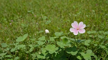 En kløverplante med tre grønne blader og en hvit eller rosa blomst, mot en naturlig bakgrunn.