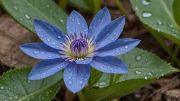 En blå, delikat blomst som vokser i et fuktig miljø.