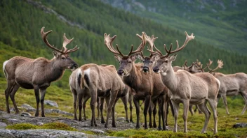 En gruppe reinsdyr i sitt naturlige habitat.