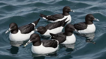 En gruppe ærfugler som svømmer i havet.