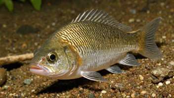 Et bilde av en lauperfisk i sitt naturlige habitat, som viser dens lille størrelse og delikate trekk.