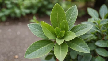 Et bilde av en akkedasplante, som viser dens særlige egenskaper.