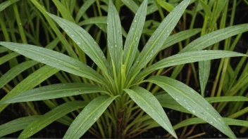 En gressingplante som vokser i et fuktig område, med sine karakteristiske lange, smale blad og grønne farge.